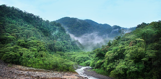 deštný prales
